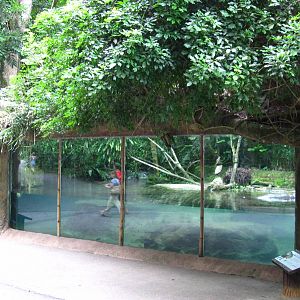 Pygmy Hippo exhibit, Singapore Zoo