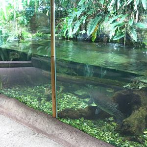 Gar and Snapping Turtle display, Singapore Zoo