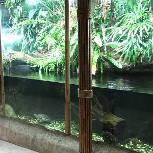 Pig-nosed and Snake-necked Turtle display, Singapore Zoo