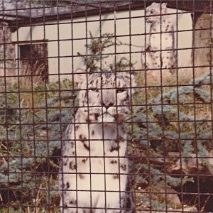 Fonga and Stasik, and their enclosure