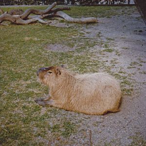 Capybara