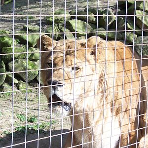 Elderly lion at Banham, 2005