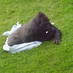 Gorilla