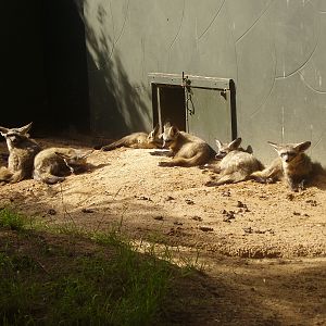 Bat Eared Foxes