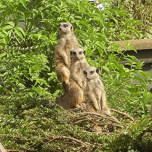 Meerkats