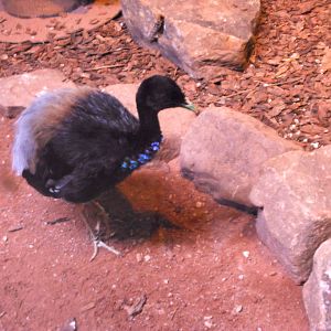 Grey winged Trumpeter