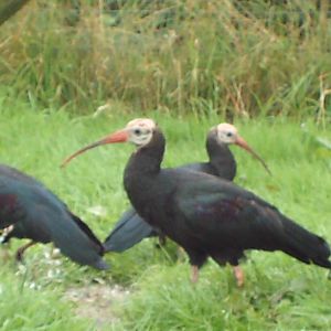 Waldrapp Ibis