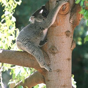 koala, Aug 2, 2009