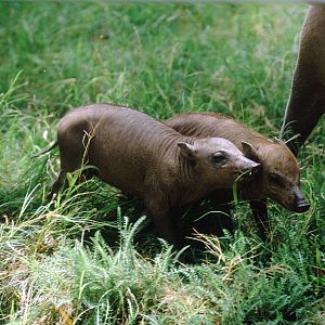 babirusa piglets, Aug 2, 2009