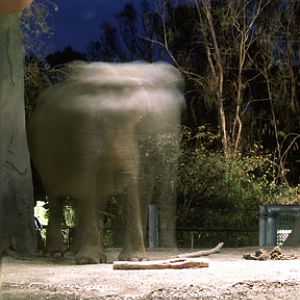 EO elephant at night