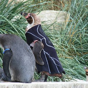 Ralph the humboldt penguin in Penguin World exhibit at Marwell Wildlife, 14
