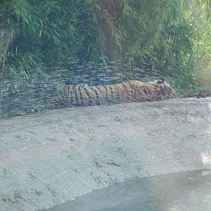 Zambar the amur tiger at Marwell Wildlife, 14 August 2009