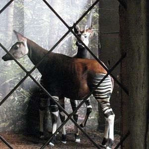 Attempted Okapi Mating