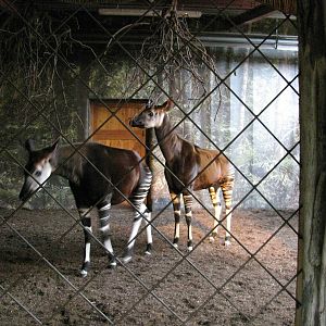 Attempted Okapi Mating