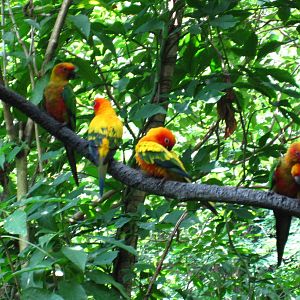 Sun Conures, Jungle Jewels - Jurong Bird Park