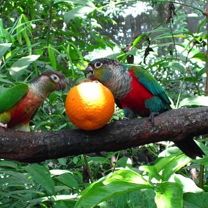 Crimson-bellied Conures, Jungle Jewels - Jurong Bird Park