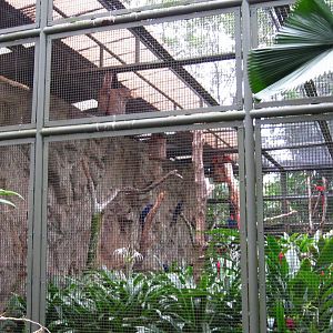 Macaw Aviary, Parrot Paradise - Jurong Bird Park