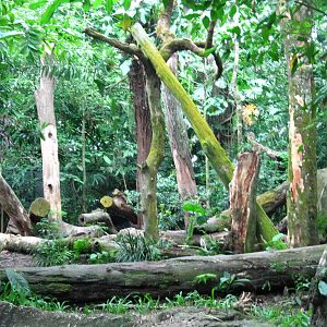 Sun Bear habitat, Singapore Zoo