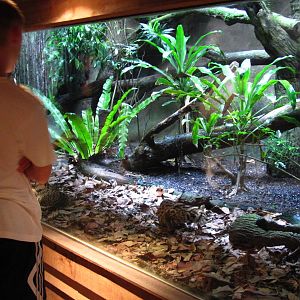 Leopard Cat exhibit, Singapore Zoo
