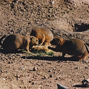 Prairie Dogs