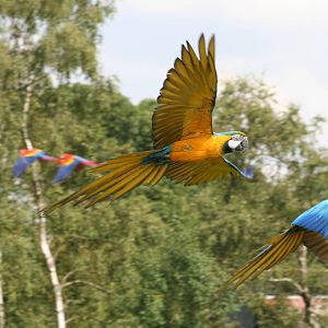 Blue and Yellow Macaws @ Whipsnade 08.08.09
