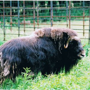 Musk Ox @ Whipsnade 04.07.03