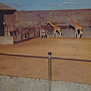 Giraffe enclosure - 1975