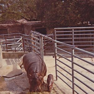 Common Hippo and newborn