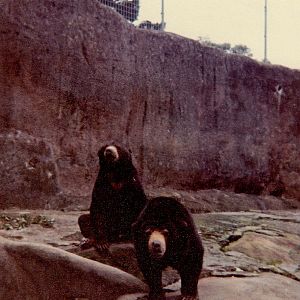 Malaysian Sun Bears - 1978