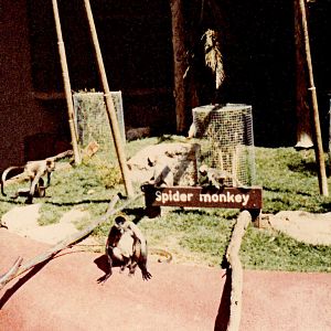 Spider Monkey enclosure - 1980