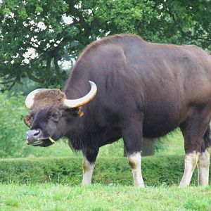 Gaur