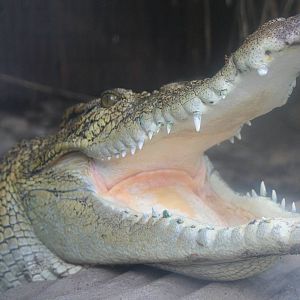 Cuban Croc