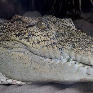 Cuban Croc