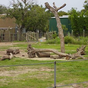 African Elephant and Kenyan Impala