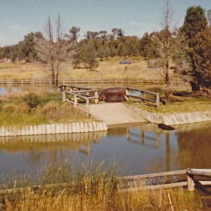 Hippo Island and pond - 1980