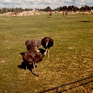 Ostriches, Dromedaries and Barbary Sheep