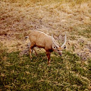 Male Sitatunga