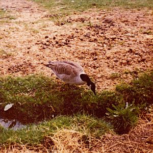 Canada Goose
