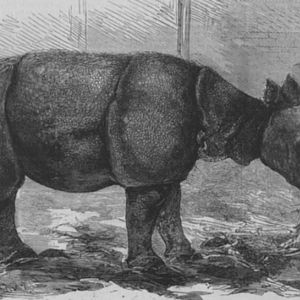 Javen Rhino 1875
