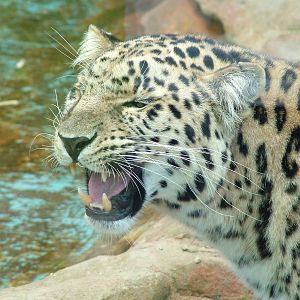 Amur Leopard at West Midland 16/08/09
