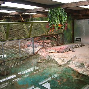 Crocodilian enclosures at West Midland 16/08/09