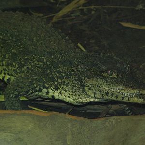 Lively crocodile at West Midland 16/08/09