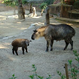 Sichuan Takin