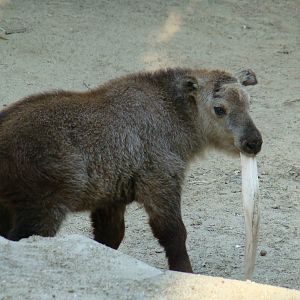 Sichuan Takin