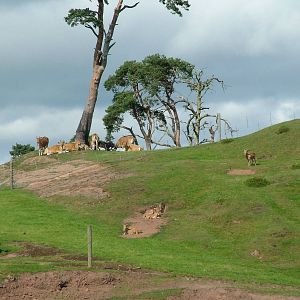 Banteng and Barbary Sheep at West Midland 16/08/09