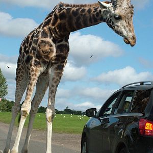 Giraffe roadblock at West Midland 16/08/09