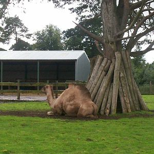 Dromedary