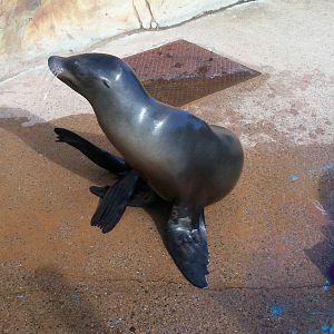 Californian sea lion
