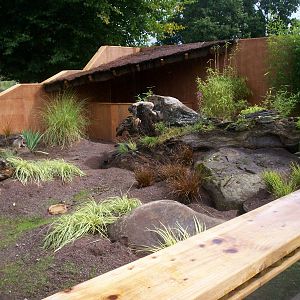 Meerkat enclosure