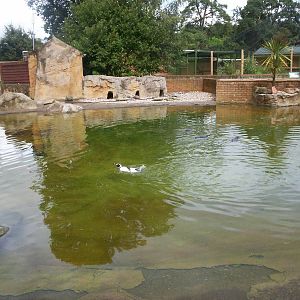 Humboldt penguin pool